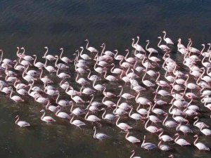 Flamingolar Bodrum’a Renk Kattı