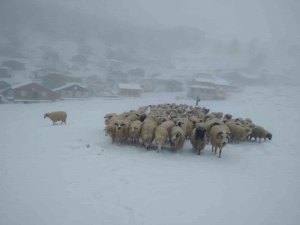 Tokat’ta Yaylalar Beyaza Büründü