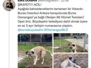 Hayvansever Uyardı, Büyükşehir Kurtardı