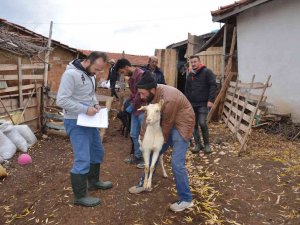 Emet’te "Keçi Belediyeden, Süt Köylüden, Peynir Kooperatiften" Projesi