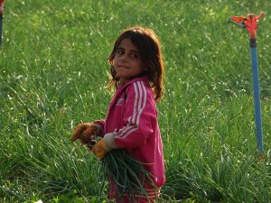 Teknolojisi Olmayan Hasadı Elleriyle Tek Tek Yapıyorlar