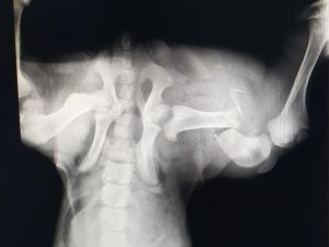 "Uyutulması Gerekiyor" Denilen Sokak Köpeği Patilik’te İyileşti
