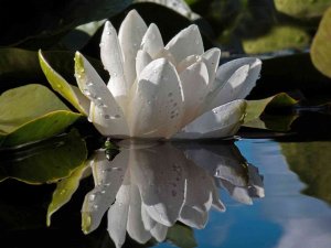 Nilüfer Çiçekleri Kartpostallık Görüntüler Oluşturdu