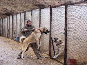 Kangallar, Kurttan Daha Güçlü