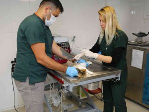 Bayraklı’da Yaralı Halde Bulunan Köpek Kanseri Yendi