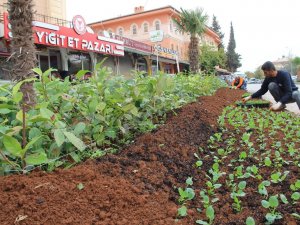 Kilis’te Parklara Kış Bitkileri Dikiliyor
