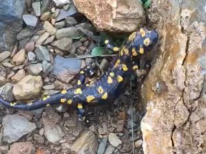 Nesli Tehdit Altında Yine Tunceli’de Görüldü