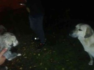 Anne Köpek Kuyuya Düşen Yavrularının Başından Bir An Olsun Ayrılmadı