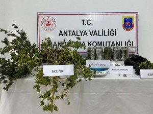 Sera Ve Evde Yetiştirilen Uyuşturucuya Jandarma Operasyonu