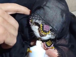 Yazma Taktığı Kediyi Türküler Eşliğinde Besledi