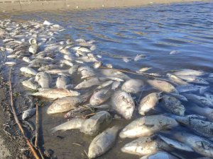 Hamzadere’de Toplu Balık Ölümleri Endişelendirdi