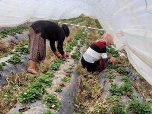 Aydın’da Çilekler Bahara Hazırlanıyor