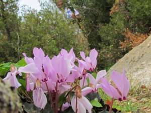Aydın Dağlarını Hazan Renkleri Sardı