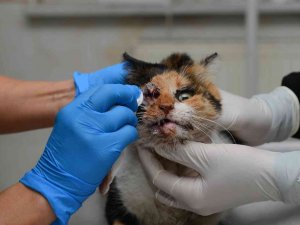 Trafik Kazasında Ağır Yaralanan Kedi, Ameliyatla Hayata Döndürüldü