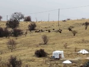 Aç Kalan Domuz Sürüsü Şehir Merkezine İndi