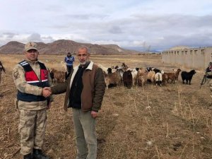 Kaybolan Keçi Sürüsü Dron İle Bulundu