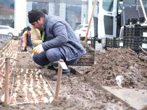 Kütahya, Kış Bitkileriyle Renklenecek