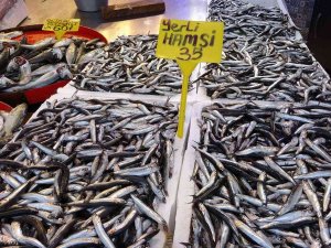 Karadeniz’de Palamuttan Sonra Hamsi Bereketi