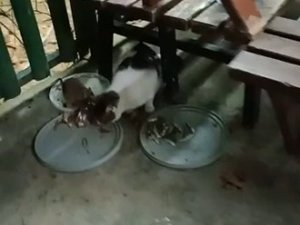 Fare İle Kedinin Dostluğu Görenleri Şaşırttı