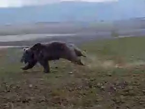 Dev Ayı Arazide Böyle Görüntülendi