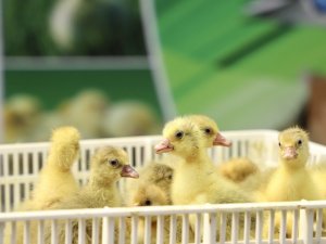 Çarşamba Belediyesi’nden Kaz Yetiştiriciliğine Büyük Katkı