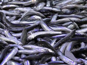 Sofraların Gözdesi Hamsi Sinop’ta 25 Lira