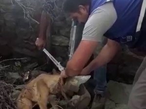 Kafası Şişeye Sıkışan Köpeği Aras Elektrik Ekipleri Kurtardı