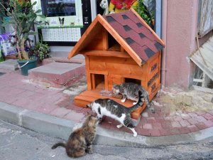 Fatih’te Evi Parçalanan Kedi Yeni Yuvasına Kavuştu