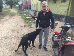 Sürücü Köpeğin Üzerinden Geçti: O Anlar Kamerada