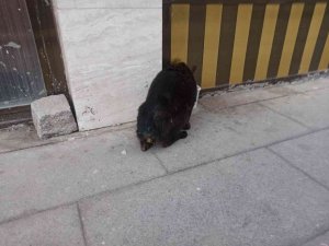 Gümüşhane’de Kuyruğu Ve Bacakları Kesildiği İddia Edilen Kediler Tepkiye Neden Oldu