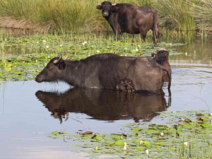 Kayseri Pastırmasına Yeni Rakip ‘Manda Pastırması’