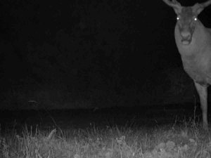 Bursa’da Kızıl Geyiklerin Yaban Hayatı Fotokapana Yansıdı