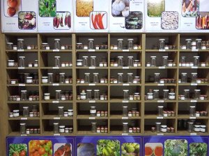 Ata Tohumları Muhafaza Ediliyor