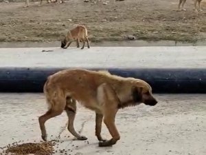 Bacağı Kırılan Köpeğin Yardımına Hayvan Severler Koştu