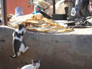 Bu Da ’Ekmeğinin Peşinde Koşan’ Kedi