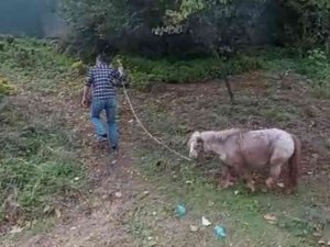 İ̇stanbul’un Göbeğinde “Midilli” Sürprizi: Ağaca Bağlanmış At Görenleri Şaşkına Çevirdi