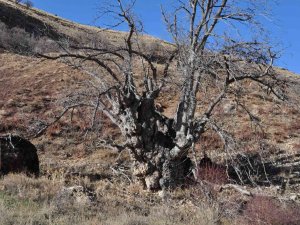 Türkiye’nin En Geniş Gövdeli Ceviz Ağacı İçin Tescil Başvurusu Yapıldı
