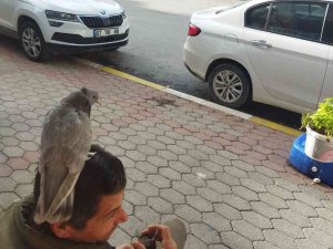 Çay İçerken Başına Konan Kumruyla Şaşkına Döndü