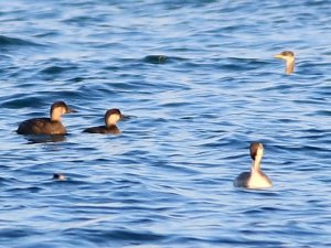 Hersek Lagünü’nde Kuş Türü Sayısı 249’a Ulaştı