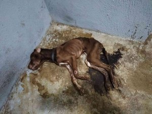 Odunpazarı Hayvan Barınağında Dehşet Görüntüler