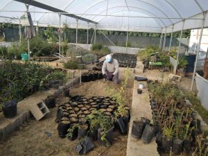 Samandağ Belediyesi Süs Bitkilerini Kendi Üretiyor