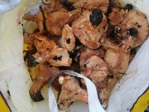 Muğla’da Çıntar Mevsimi Başladı