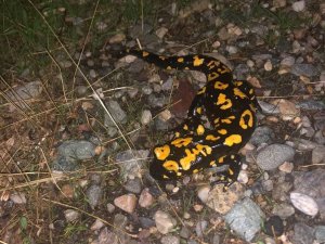 Batman’da Nesli Tehdit Altında Olan ’Sarı Benekli Semender’ Görüldü