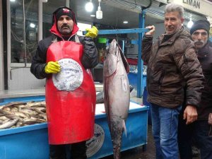 Bu Balıkları Görenler Dönüp Bir Daha Bakıyor, Fotoğraf Çekiyor