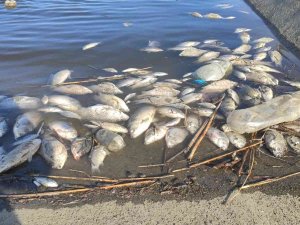 Balık Ölümleri, Onarımdan Dolayı Kanaldaki Suların Çekilmesi Sebebiyle Gerçekleşti