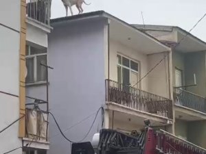Binanın Çatısında Mahsur Kalan Köpeği, İtfaiye Kurtardı