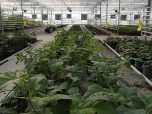 Keçiören’deki Akıllı Serada Onlarca Tür Bitki Yetiştiriliyor