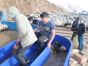 Bayburt’ta Kış Öncesi Küçükbaş Hayvanlar Mobil Koyun Yıkama Makineleriyle Yıkanarak İlaçlanıyor