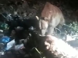 Mardin’de Aç Ayılar Çöpte Yiyecek Aradı