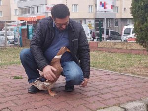 Ördeğiyle Gezen Adam: Sokakta, Parkta Bir An Olsun Sahibinin Peşini Bırakmıyor